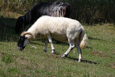 Sheep grazing in a field