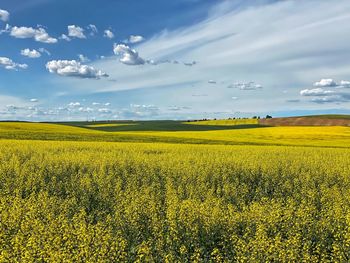 Scenic view of oilseed rape field against sky