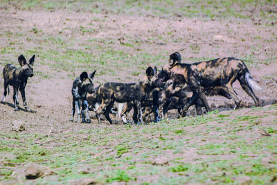 Group of dog on landscape