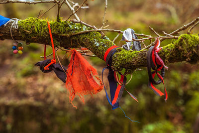 Close-up of red leaves hanging on tree