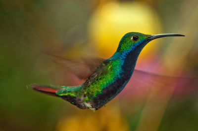 Close-up of hummingbird flying