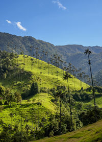 Scenic view of agricultural field against sky