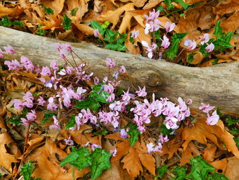 High angle view of flowering plants by autumn leaves