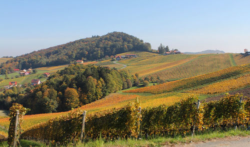 Scenic view of agricultural field against sky