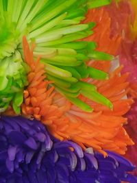 Full frame shot of multi colored flowering plant