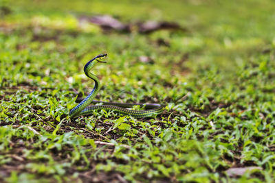 Close-up of snake on grass