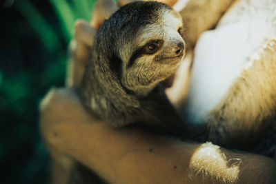 Close-up of a sloth smiling