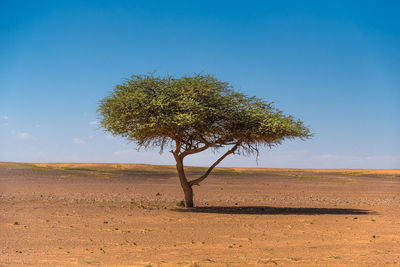 Tree on field against sky