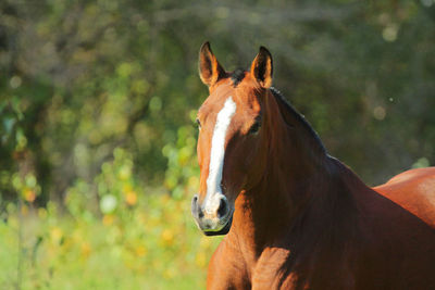 Close-up of horse in field