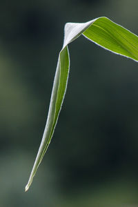 Close-up of green plant