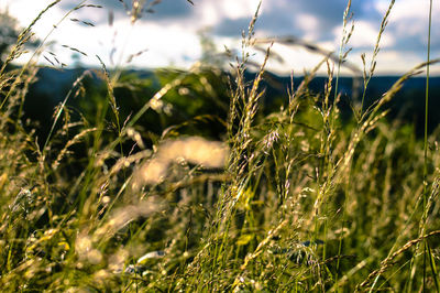 Close-up of grass growing in field