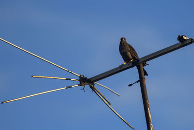 Low angle view of bird perching on cable against sky