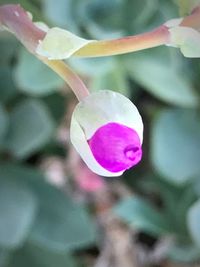 Close-up of pink flower