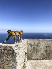 Monkey on wall by sea against clear blue sky