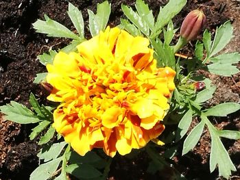 High angle view of yellow flowering plant