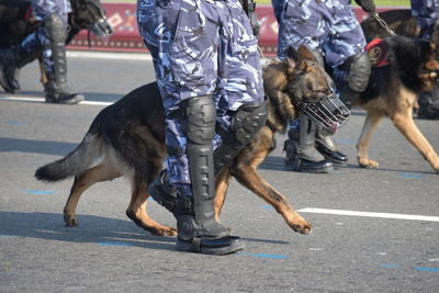 Low section of man with dog on street