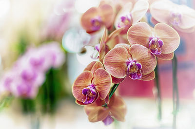 Close-up of purple orchid