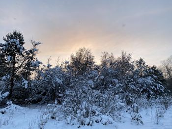 Trees on snow covered field against sky