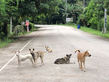 View of dogs on road in city