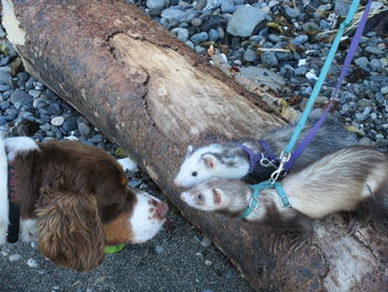 High angle view of dogs resting