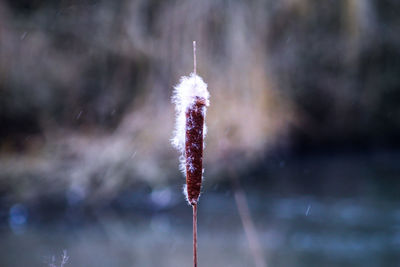 Close-up of snow on plant