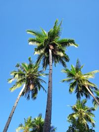 Low angle view of coconut palm tree against blue sky