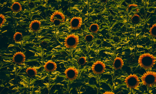 Full frame shot of flowering plants