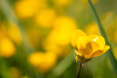 Close-up of yellow flowering plant