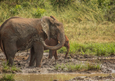 Side view of elephant in shallow water