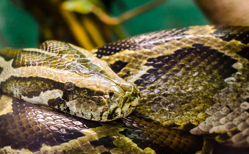 Close-up of lizard