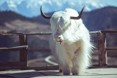 View of a yak on a fence