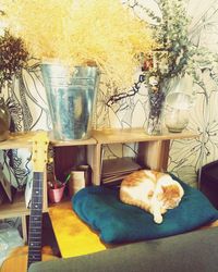 Cat relaxing on table at home