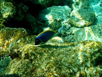 Fish swimming in sea