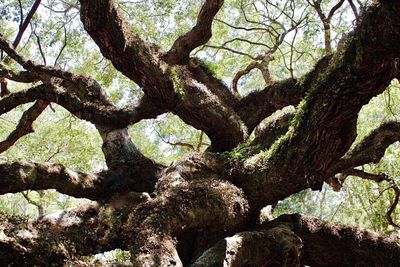 Close-up of tree in forest