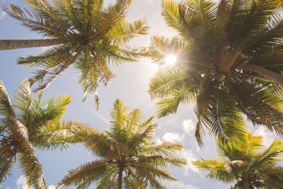 Low angle view of palm trees against sky