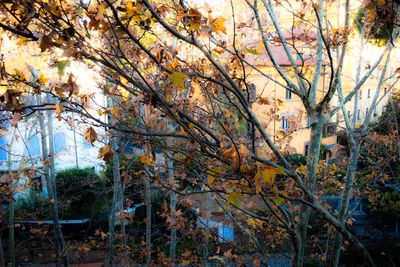 Close-up of trees against sky