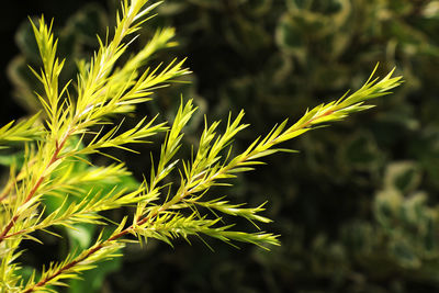 Close-up of plants