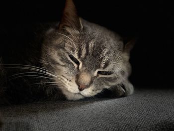 Close-up of cat sleeping