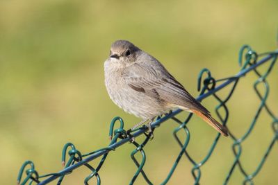 Close-up of bird perching on metal fence