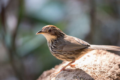 Close-up of bird perching outdoors