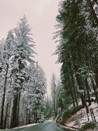 Road amidst trees in forest against sky during winter