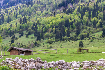 Scenic view of trees on landscape