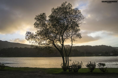 Tree by lake against sky during sunset