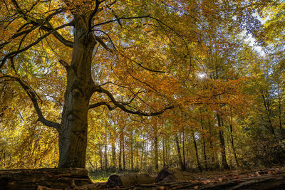 Trees in forest during autumn