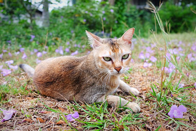Portrait of ginger cat on field
