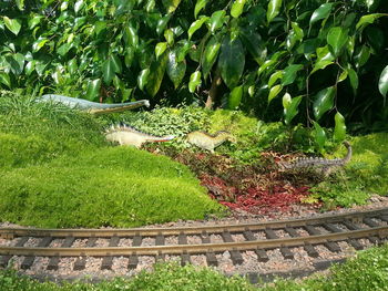 Close-up of plants