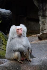 Close-up of monkey sitting on rock