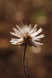 Close-up of wilted plant