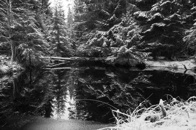 Stream along trees in forest