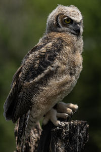 Close-up of owl